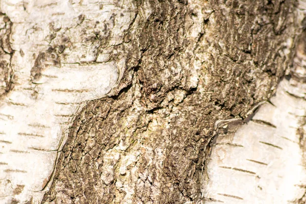 100 Naturlig Ekologisk Och Trä Bakgrund Med Fin Trästruktur Ett — Stockfoto