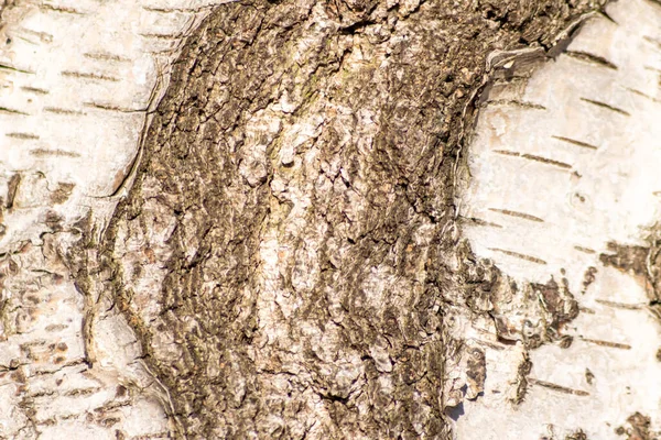100 Φυσικό Οικολογικό Και Ξύλινο Φόντο Λεπτή Ξύλινη Δομή Δέντρου — Φωτογραφία Αρχείου