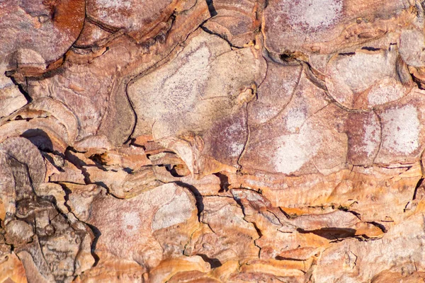 100 Doğal Ekolojik Ahşap Arka Plan Ağacın Ince Ahşap Yapısı — Stok fotoğraf