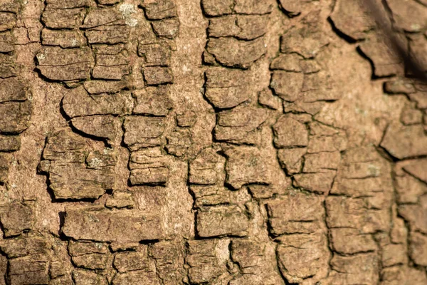 100 Doğal Ekolojik Ahşap Arka Plan Ağacın Ince Ahşap Yapısı — Stok fotoğraf