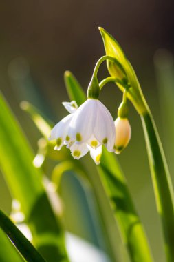 Bahar tarlasında kar damlası çiçekleri