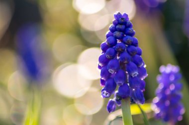 Önde seçici bir odak noktası ve yeşil bulanık bir arkaplan olan narin mavi çiçekler şehir ve gerilla bahçelerinde doğal güzelliğin ve cennet bahçesinin kırılganlığını gösteriyor.