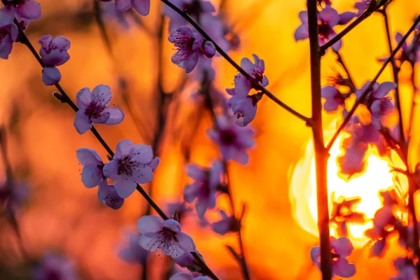 Filigrane Pfirsichblüten Abendlichen Gegenlicht Naturgarten Zeigen Die Schönheit Der Natur — Stockfoto