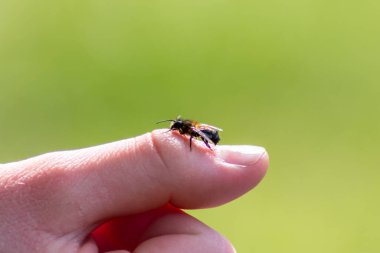 Bulanık arkaplanda arı parmağı