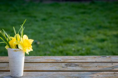 Tahta bankta sarı nergis buketi