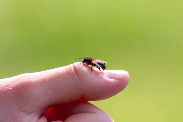 Abeille Sur Doigt Sur Fond Flou — Photo