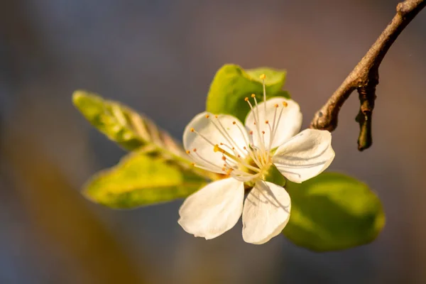 Krásné Bílé Růžové Květy Stromu Plném Květu Zářit Ranním Slunci — Stock fotografie