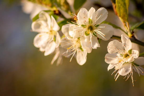Krásné Bílé Růžové Květy Stromu Plném Květu Zářit Ranním Slunci — Stock fotografie