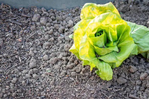 cabbage is growing in the ground on farm