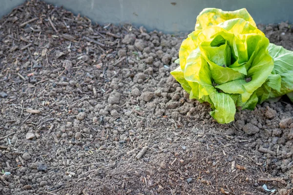 cabbage is growing in the ground on farm