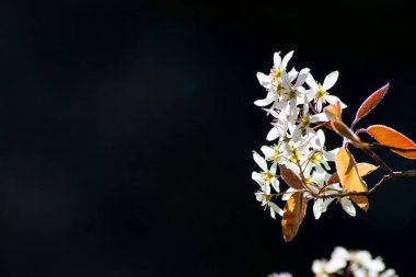 İlkbahar arka planında beyaz yapraklı bir çalılığın güzel beyaz çiçekleri, doğal koyu bir arka plan ve ilkbahar ve yaz duyguları ya da doğal ürünler için bir sürü kopya alanı.