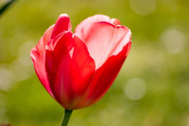 Bahçede yetişen güzel lale çiçekleri