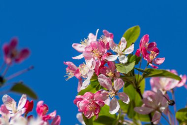 Bahar mevsiminde bahar hisleri için sabah tam çiçeklenen bir ağacın güzel beyaz ve pembe çiçekleri. Ayrıca alerji tedavisi için alerji polenleri ve alerji sezonunun alerjik reaksiyonları.