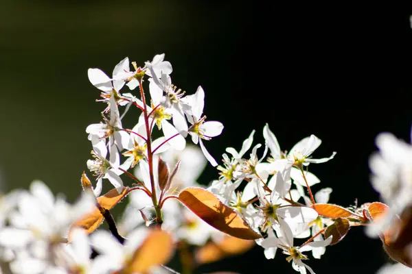 Krásné Malé Bílé Květy Keře Jarním Podsvícení Bílými Zářícími Okvětními — Stock fotografie