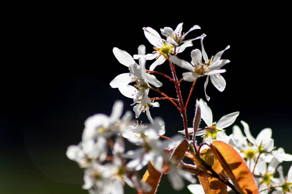 Krásné Malé Bílé Květy Keře Jarním Podsvícení Bílými Zářícími Okvětními — Stock fotografie