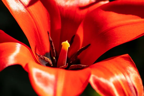 Vacker Röd Blomma Nära Håll Trädgården — Stockfoto