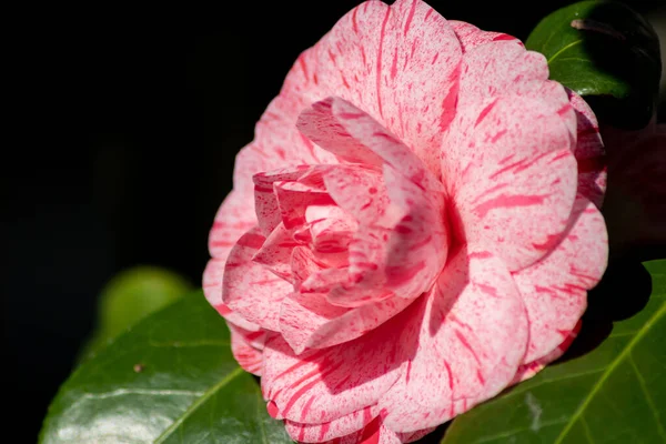 Schöne Rosa Rose Garten — Stockfoto