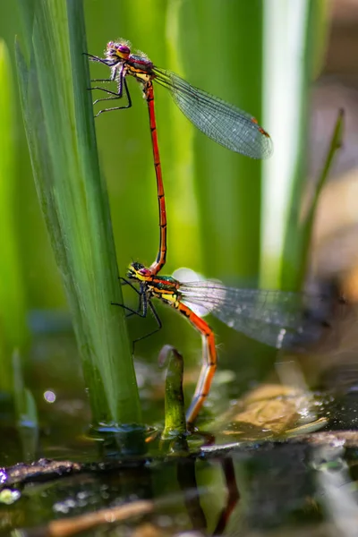 Belo Casal Animal Libélulas Vermelhas Emparelhando Natureza Selvagem Lago Jardim — Fotografia de Stock