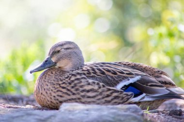 Bulanık arka planda güzel vahşi ördek
