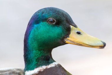 Güzel yaban ördeği portresi