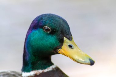 Güzel yaban ördeği portresi