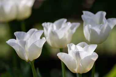 Bahçedeki beyaz laleler