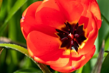 Close-up view of red poppy flower blossom or red tulip blossom in the green garden in macro view