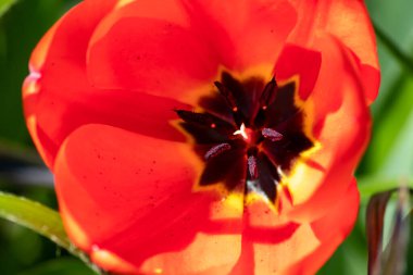 Close-up view of red poppy flower blossom or red tulip blossom in the green garden in macro view