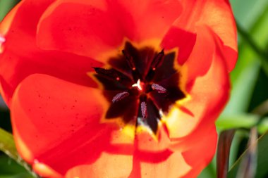 Kırmızı gelincik çiçeği yaklaş