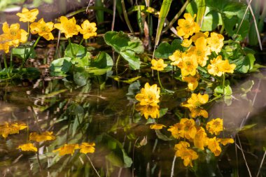 Gölette güzel sarı çiçekler