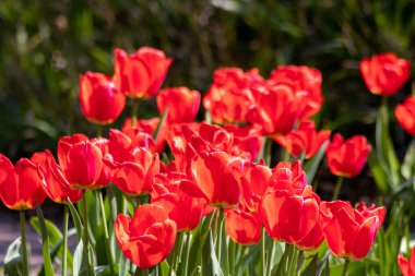 Çiçek açmış güzel kırmızı laleler ve bahar mevsiminde ışıl ışıl parlayan arka plan ve bahçe aşıkları için koyu kırmızı taç yaprakları lale fantezileri üzerine seçici bir odak.