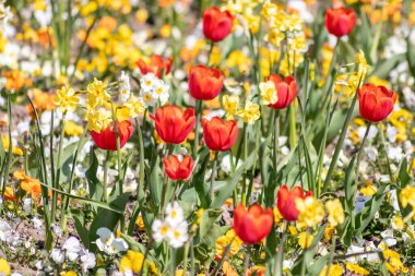 Güzel, taze, kırmızı laleler ve diğer renkli çiçekler üzerine seçici bir şekilde odaklanın. Baharda çiçek açan renkli çiçekler. Bahçe aşıkları için kırmızı taç yaprakları, lale fantezileri.