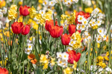 Güzel, taze, kırmızı laleler ve diğer renkli çiçekler üzerine seçici bir şekilde odaklanın. Baharda çiçek açan renkli çiçekler. Bahçe aşıkları için kırmızı taç yaprakları, lale fantezileri.