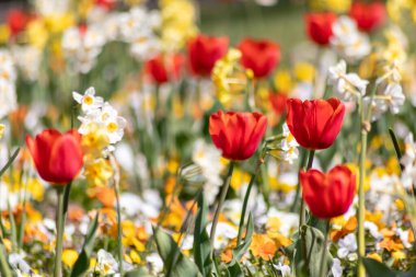 Güzel, taze, kırmızı laleler ve diğer renkli çiçekler üzerine seçici bir şekilde odaklanın. Baharda çiçek açan renkli çiçekler. Bahçe aşıkları için kırmızı taç yaprakları, lale fantezileri.