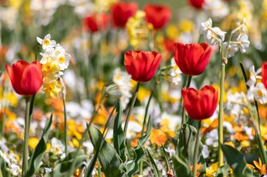 Güzel, taze, kırmızı laleler ve diğer renkli çiçekler üzerine seçici bir şekilde odaklanın. Baharda çiçek açan renkli çiçekler. Bahçe aşıkları için kırmızı taç yaprakları, lale fantezileri.