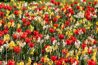 Güzel, taze, kırmızı laleler ve diğer renkli çiçekler üzerine seçici bir şekilde odaklanın. Baharda çiçek açan renkli çiçekler. Bahçe aşıkları için kırmızı taç yaprakları, lale fantezileri.