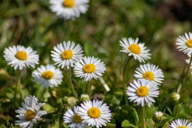 Bir demet güzel papatya çiçekleri ve yeşil çimenli ve bulanık arka planlı cennet bahçesinde uçan bir böcek, bahar ve yaz aylarında bahçe sevgisini ve sağlıklı bir çevreyi gösteriyor.