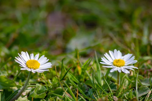 Yeşil Bahçede Güzel Çiçekler — Stok fotoğraf