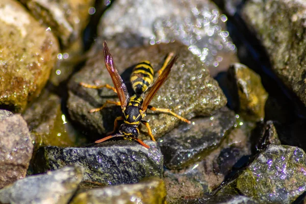 Пчела Мокром Камне — стоковое фото