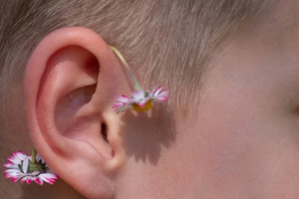 Menino Com Pouco Margarida Seu Ouvido Como Conceito Primavera Com — Fotografia de Stock