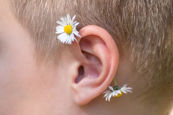 Boy with a little daisy on his ear as spring concept with flowers and white blossoms and floral arrangement as flower child for a wedding or festive event in spring and summer and european blonde hair