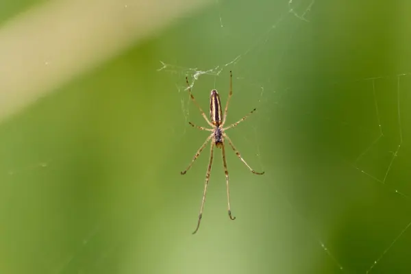 Tela Araña Sobre Fondo Borroso Verde —  Fotos de Stock