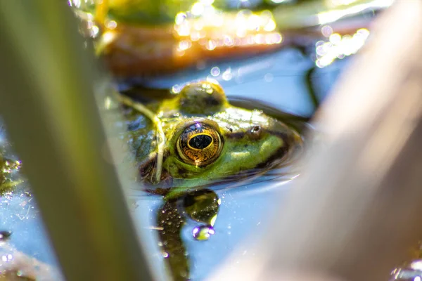 Grüner Europäischer Gemeiner Frosch Idyllischen Gartenteich Auf Der Suche Nach — Stockfoto