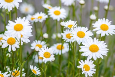 Birçok marguerite, bahçedeki bir çiçek çayırında, güzel beyaz taç yaprakları ve beyaz çiçeklerle bahar çiçekleri ve yaz çiçeklerinin açmasıyla birlikte rahatlama ve stres rahatlama hissi yaratıyor.