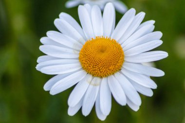 Bahçedeki bir çiçek çayırında güzel bir marguerit güzel beyaz yapraklar ve beyaz çiçekler bahar çiçeği ve yaz çiçeklerinin açmasıyla rahatlama ve stres rahatlama hissi yaratıyor.