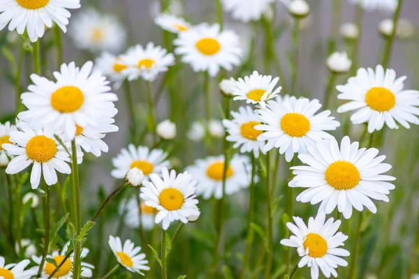 Birçok marguerite, bahçedeki bir çiçek çayırında, güzel beyaz taç yaprakları ve beyaz çiçeklerle bahar çiçekleri ve yaz çiçeklerinin açmasıyla birlikte rahatlama ve stres rahatlama hissi yaratıyor.