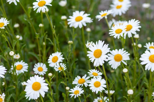 Birçok marguerite, bahçedeki bir çiçek çayırında, güzel beyaz taç yaprakları ve beyaz çiçeklerle bahar çiçekleri ve yaz çiçeklerinin açmasıyla birlikte rahatlama ve stres rahatlama hissi yaratıyor.
