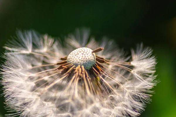 Frágil Flor Bola Diente León Macro Luz Fondo Primavera Muestra — Foto de Stock