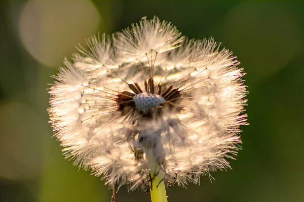 Frágil Flor Bola Diente León Macro Luz Fondo Primavera Muestra — Foto de Stock