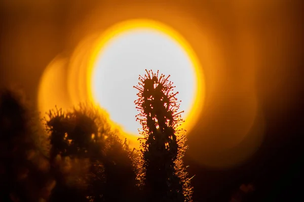 Beautiful Plant Orange Sunset — Stock Photo, Image